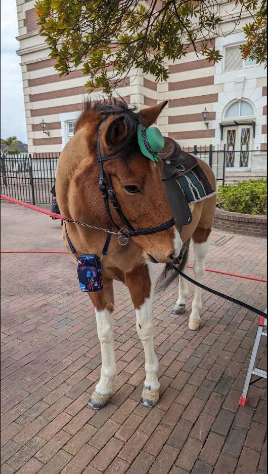 ハウステンボスのポニー(乗馬体験)