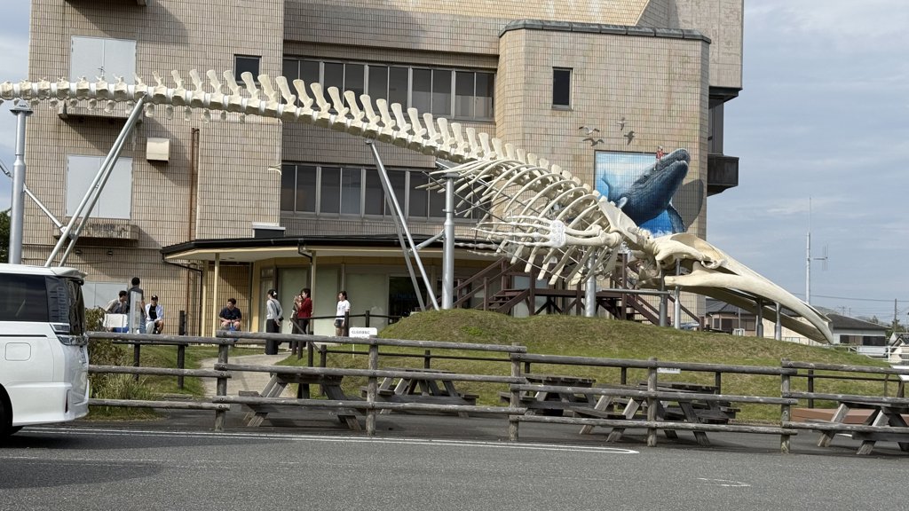 道の駅和田浦WA・O!のシロナガスクジラ骨格標本